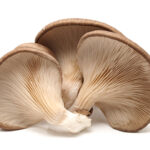 Oyster Mushroom (Box) - Franje