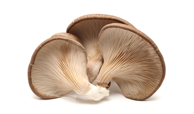 1479500278-2.jpg Oyster Mushroom (Box) - Franje - Image 1