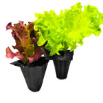 Lettuce Colored (Seedling) - Nature by Marc Beyrouthy
