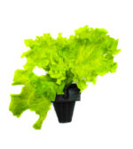 Lettuce Colored (Seedling) - Nature by Marc Beyrouthy - Image 2