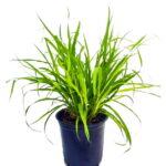 Lemon Grass (Plant) - Nature by Marc Beyrouthy