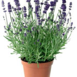 Lavender خزامى (Plant) - Nature by Marc Beyrouthy