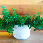 Origanum syriacum Zaatar زعتر (Plant) - Nature by Marc Beyrouthy