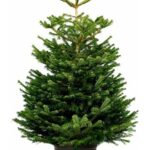 Abies normanndiana (Living) - Nature by Marc Beyrouthy