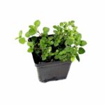 Origanum vulgare زعتر  (Plant) - Nature by Marc Beyrouthy