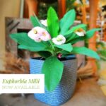 Euphorbia milii (Plant) - NatureBMB