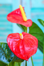 Anthurium (Plant) - Nature by Marc Beyrouthy - Image 2