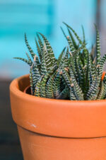 Haworthia fasciata (Plant) - Nature by Marc Beyrouthy - Image 2