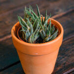 Haworthia fasciata (Plant) - Nature by Marc Beyrouthy