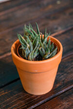 Haworthia fasciata (Plant) - Nature by Marc Beyrouthy