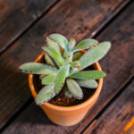 Kalanchoe tomentosa (Plant) - Nature by Marc Beyrouthy