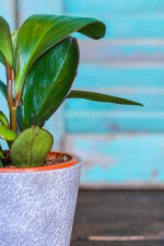 Peperomia (Plant) - Nature by Marc Beyrouthy - Image 2