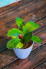 Peperomia (Plant) - Nature by Marc Beyrouthy