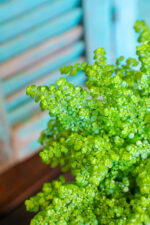 Pilea Microphylla (Plant) - Nature by Marc Beyrouthy - Image 2