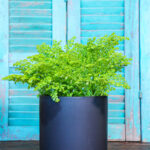 Pilea Microphylla (Plant) - Nature by Marc Beyrouthy