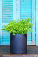 Pilea Microphylla (Plant) - Nature by Marc Beyrouthy