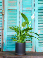 Spathiphyllum wallisii (Plant) - Nature by Marc Beyrouthy