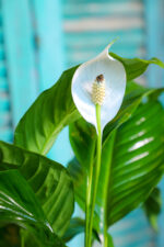 Spathiphyllum wallisii (Plant) - Nature by Marc Beyrouthy - Image 2