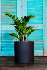 Zamioculcas Zamiifolia (Plant) - Nature by Marc Beyrouthy