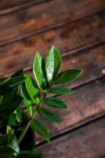 Zamioculcas Zamiifolia (Plant) - Nature by Marc Beyrouthy - Image 2