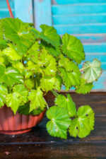 Begonia Hang (Plant) - Nature by Marc Beyrouthy - Image 2