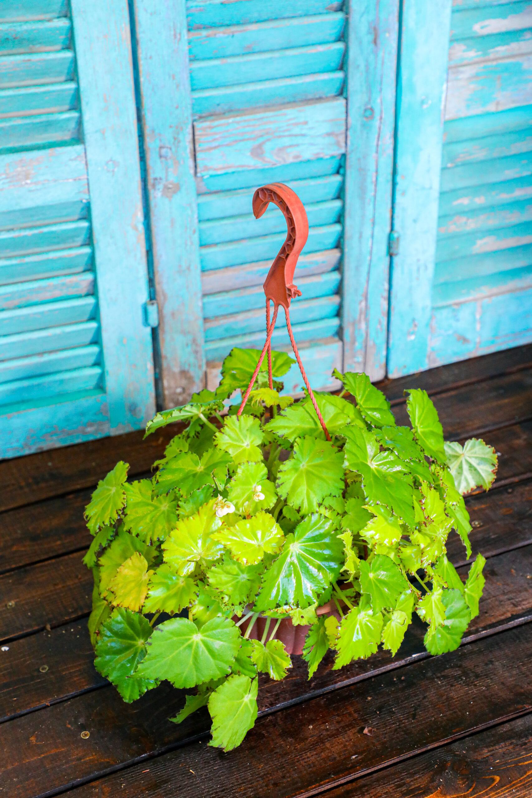 2054602037-1.jpg Begonia Hang (Plant) - Nature by Marc Beyrouthy - Image 1