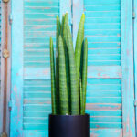 Sansevieria cylindrica (Plant) - Nature by Marc Beyrouthy