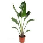Strelitzia augusta (Plant) - Nature by Marc Beyrouthy