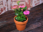 Kalanchoe (Plant) - NatureBMB