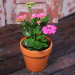 Kalanchoe (Plant) - NatureBMB