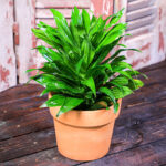 Dracaena Compacta (Plant) - Nature by Marc Beyrouthy