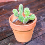 Opuntia (Plant) - Nature by Marc Beyrouthy