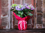 Hortensia Wrapped (Plant) - Nature by Marc Beyrouthy