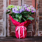 Hortensia Wrapped (Plant) - Nature by Marc Beyrouthy