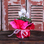 Cyclamen Wrapped (Plant) - NatureBMB
