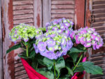 Hortensia Wrapped (Plant) - Nature by Marc Beyrouthy - Image 2
