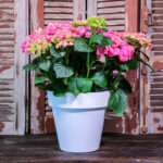 Hortensia in Pot (Arrangement) - NatureBMB