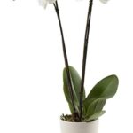 Phalaenopsis Orchid Single (Plant) - Nature by Marc Beyrouthy