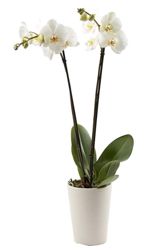 2090949485.jpg Phalaenopsis Orchid Single (Plant) - Nature by Marc Beyrouthy - Image 1