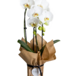 Phalaenopsis orchid Wrapped (Plant) - NatureBMB