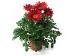 Gazania (Plant) - Nature by Marc Beyrouthy - Image 2