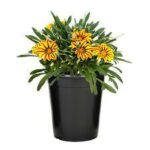 Gazania (Plant) - Nature by Marc Beyrouthy