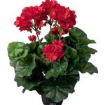 Geranium (Plant) - NatureBMB