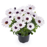 Osteospemum (Plant) - Nature by Marc Beyrouthy - Image 2