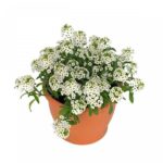 Sweet alyssum (Lobularia maritima) (Plant) - NatureBMB
