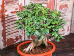Bonsai ficus (Plant) - NatureBMB
