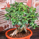 Bonsai ficus (Plant) - NatureBMB