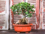Bonsai ficus (Plant) - NatureBMB - Image 2