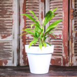 Cordyline fruticosa glauca (Plant) - Nature by Marc Beyrouthy