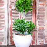 Dracaena Compacta (Plant) - Nature by Marc Beyrouthy